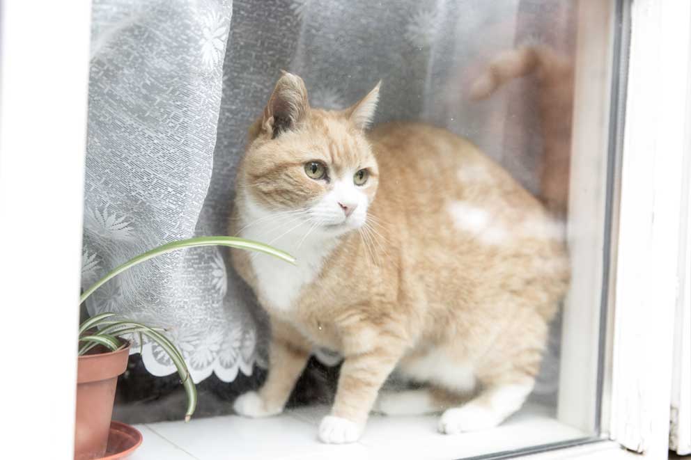 A cat is sitting in the window of a house.