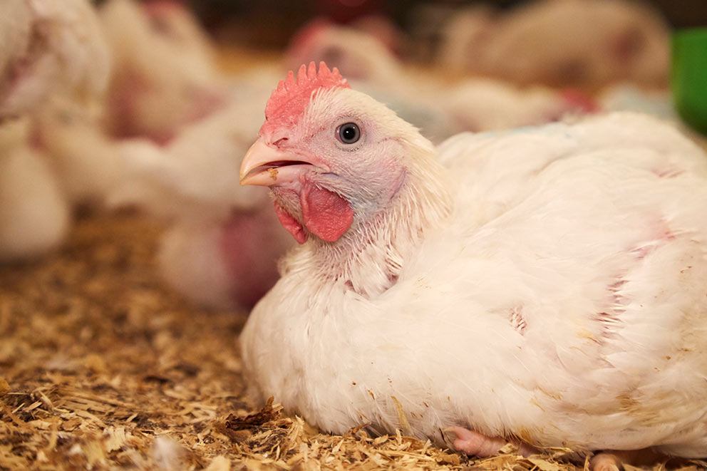 A close-up of a white chicken resting on wood shavings inside a barn.