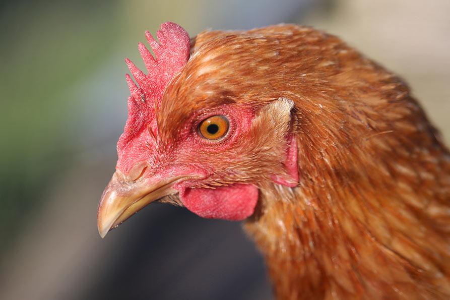 A close-up profile of a brown chicken's head looking towards the left.