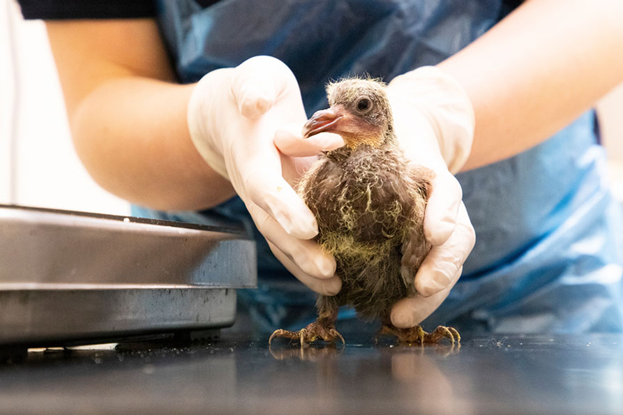 Gloved hands gently support a fledgling pigeon standing on a metal examination table.