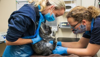 Two vets attending to rabbit