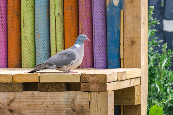 A wood pigeon stands on a slatted wooden platform in front of colourful painted logs.