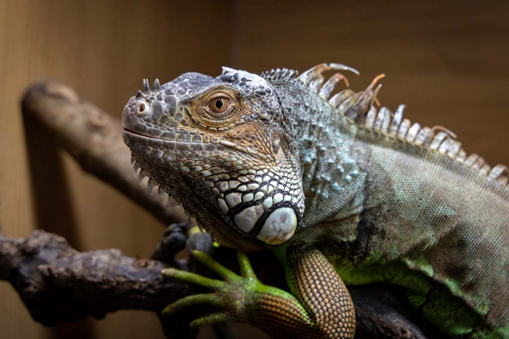 A rescued iguana called Eddie Lizard resting on a branch at a Reptile Rescue facility.