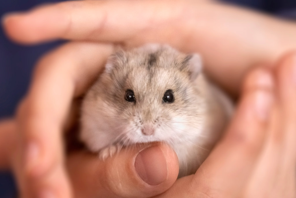 A mouse being held in someone's hand.