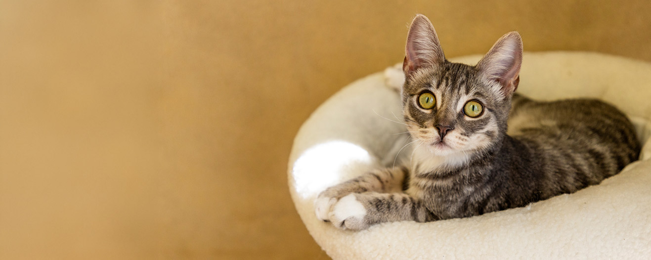 A small tabby cat with large pointy ears laying down in their white cat bed.
