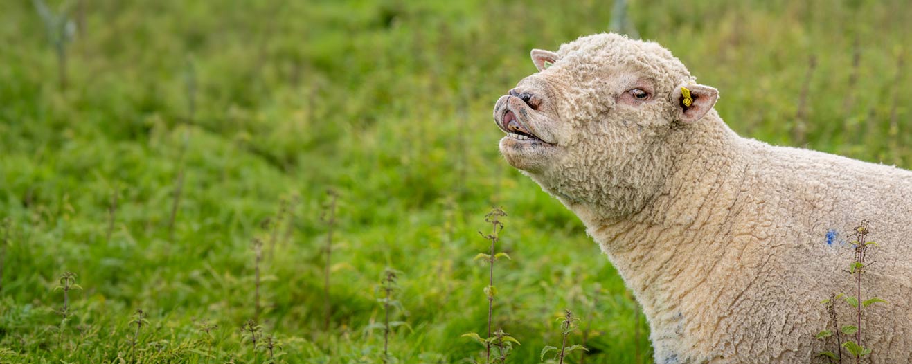 A white sheep standing in a green grassy field, looking upward with their mouth slightly open.