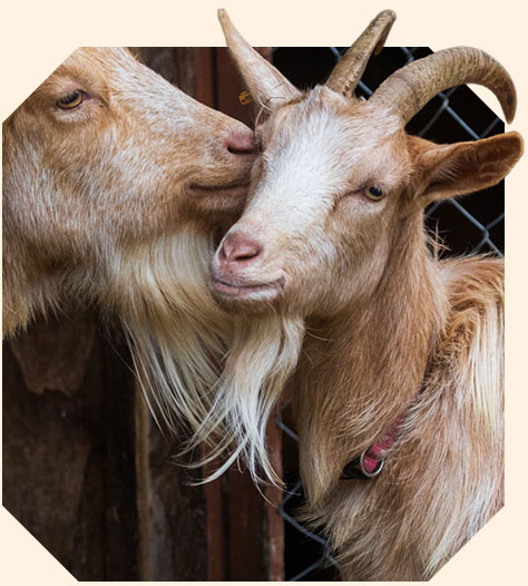 Two tan and white goats, one gently nuzzling the other's head.