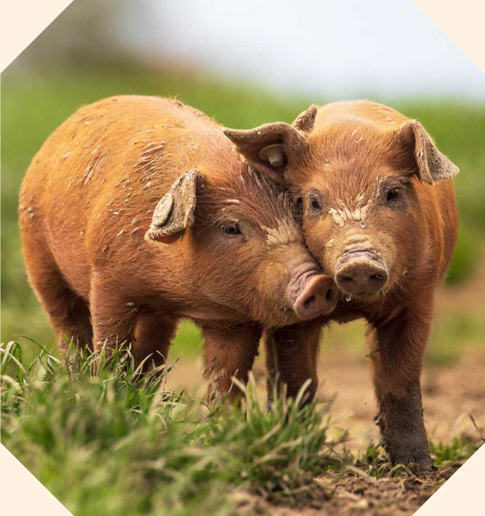 Two reddish brown pigs cuddling up to one another.