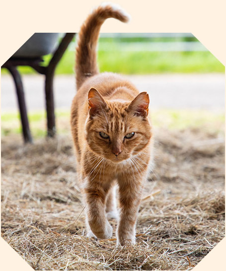 An orange tabby cat walking forward confidently on dry hay.