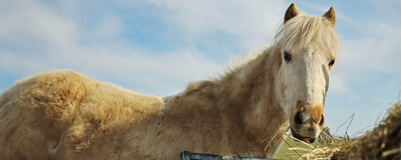 A light-coloured horse looking toward the camera while they eat hay.