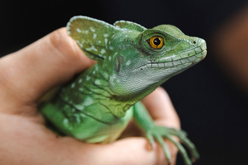 A person's hand holding a bright green basilisk lizard with a crest on their head.