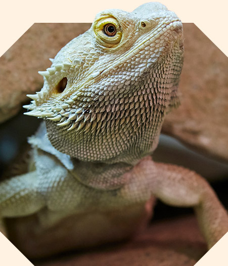 A close-up of a light tan bearded dragon lizard looking slightly upward.
