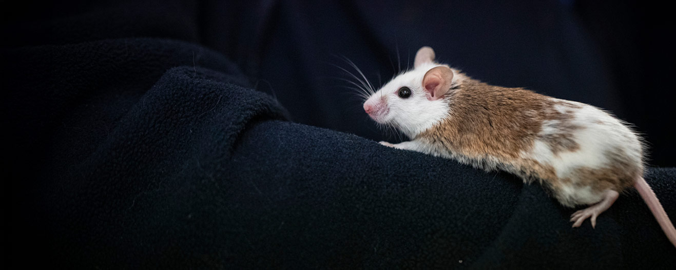 A brown and white pet mouse in its owner's arms.