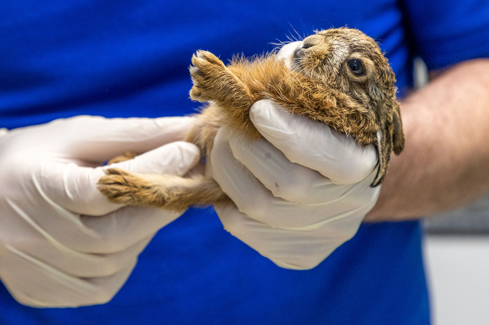 Gloved hands gently cradling a tiny brown baby rabbit.