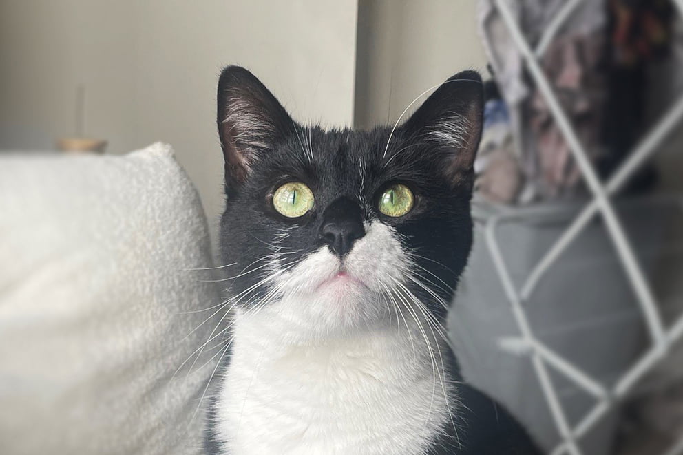 A black and white cat with bright green eyes looks attentively upwards.
