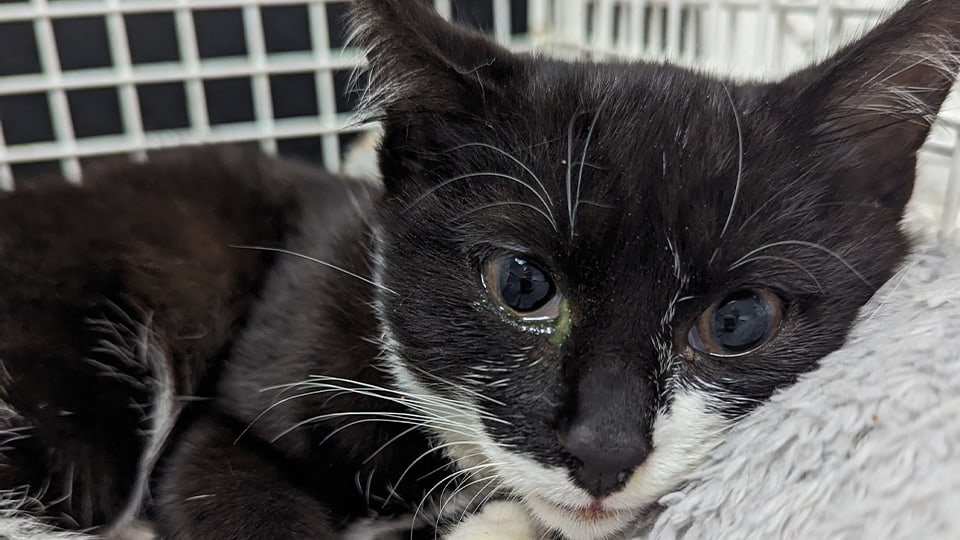 A black and white cat rests on a grey fleece blanket inside a white pet carrier.