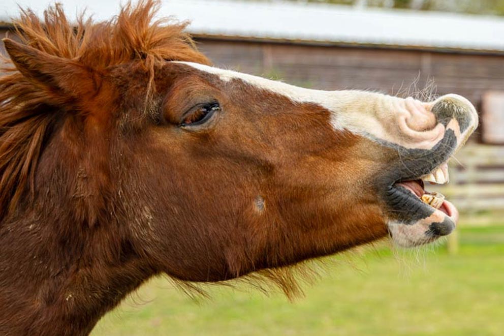 A chestnut horse neighing in a field.