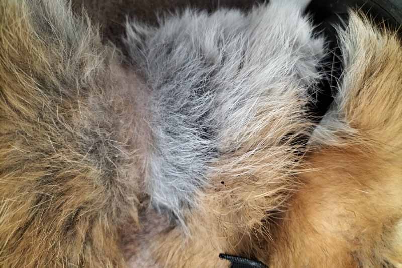 Fox’s neck healing after surgery to remove embedded netting