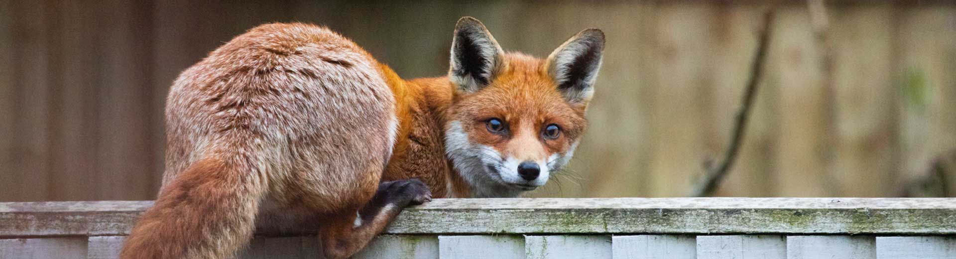 A red fox climbs over a wooden garden fence and looks back towards the camera.