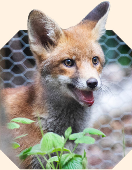 A red fox cub with an open mouth stands in front of wire fencing.