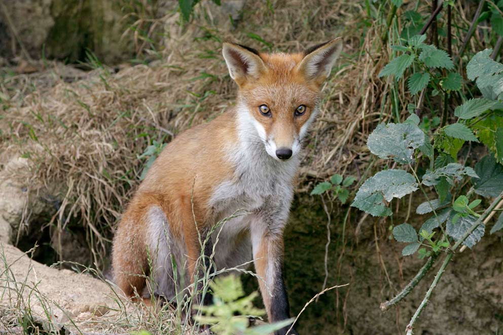 A red fox sits attentively in front of an earth burrow surrounded by green foliage.