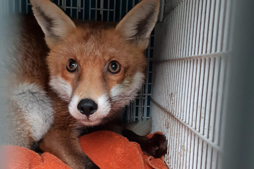 A rescued red fox rests on an orange towel inside a wire animal carrier.
