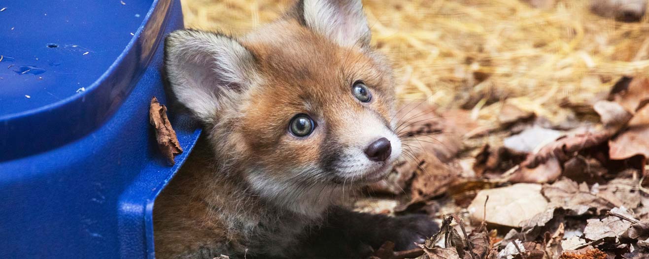 A young red fox cub looks upwards while emerging from a blue plastic shelter on a bed of dry leaves.