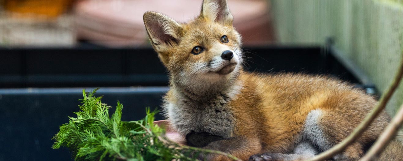 A resting red fox cub looks upwards from beside a black plastic tub.