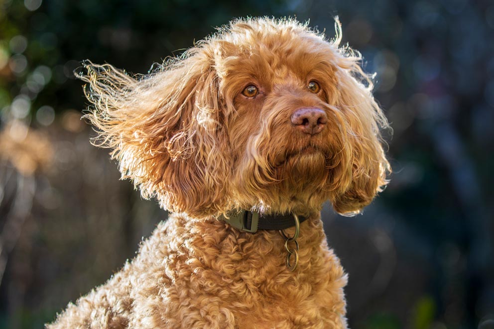 A golden brown dog with curly hair looking attentively into the distance.