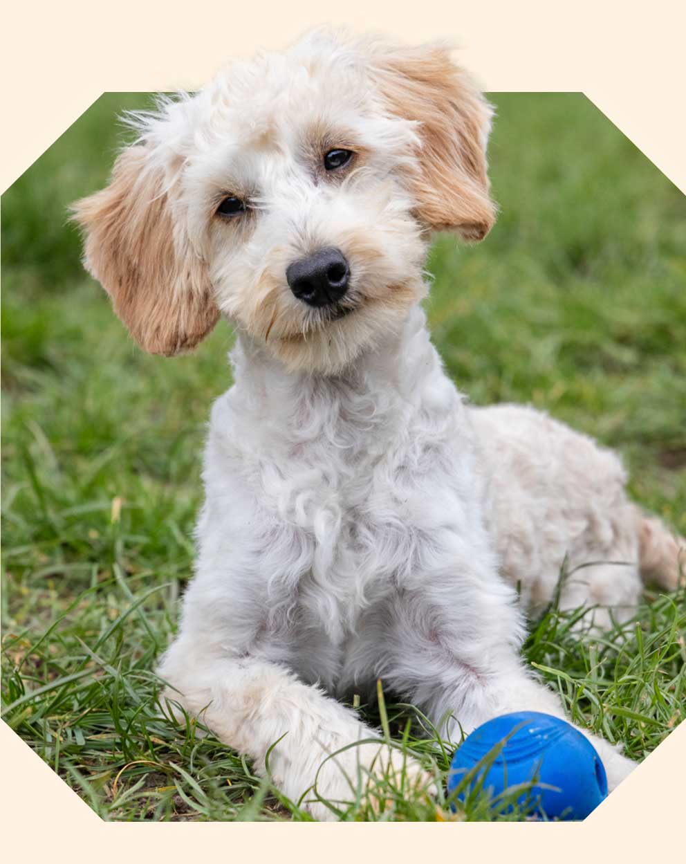 A fluffy dog with light coloured fur lying on the grass next to a blue toy ball.