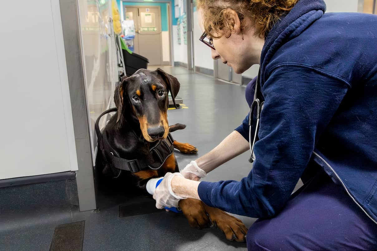 A vet kneels in a clinic hallway to bandage the front leg of a subdued doberman dog.