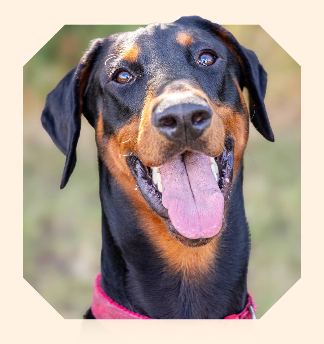 A close-up portrait of a happy doberman dog with a wide open mouth and their tongue hanging out.