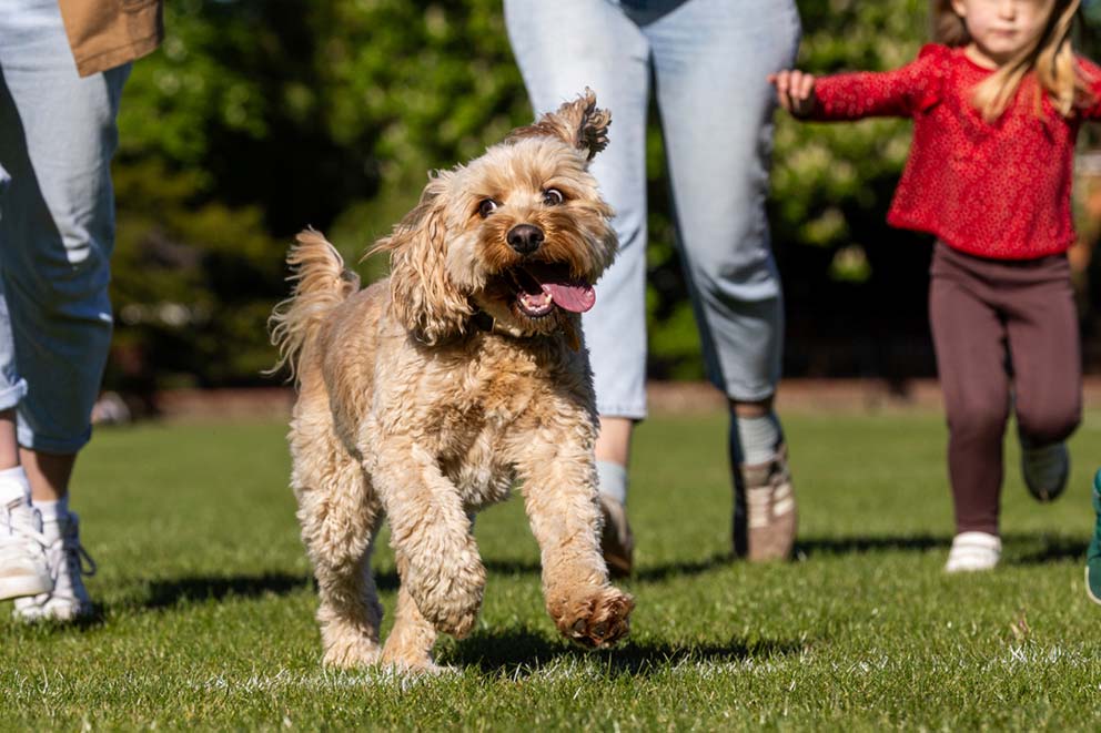 A fluffy golden dog running happily across a grassy park with people walking behind them.