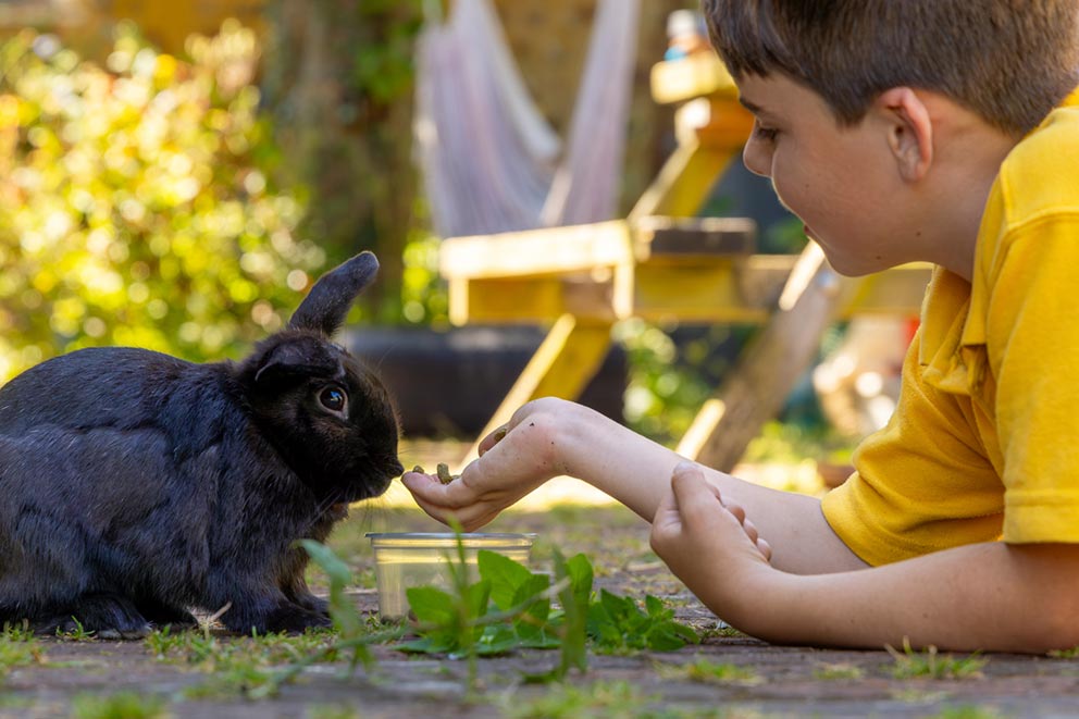 A young boy lying on the ground feeding a black rabbit from his hand.