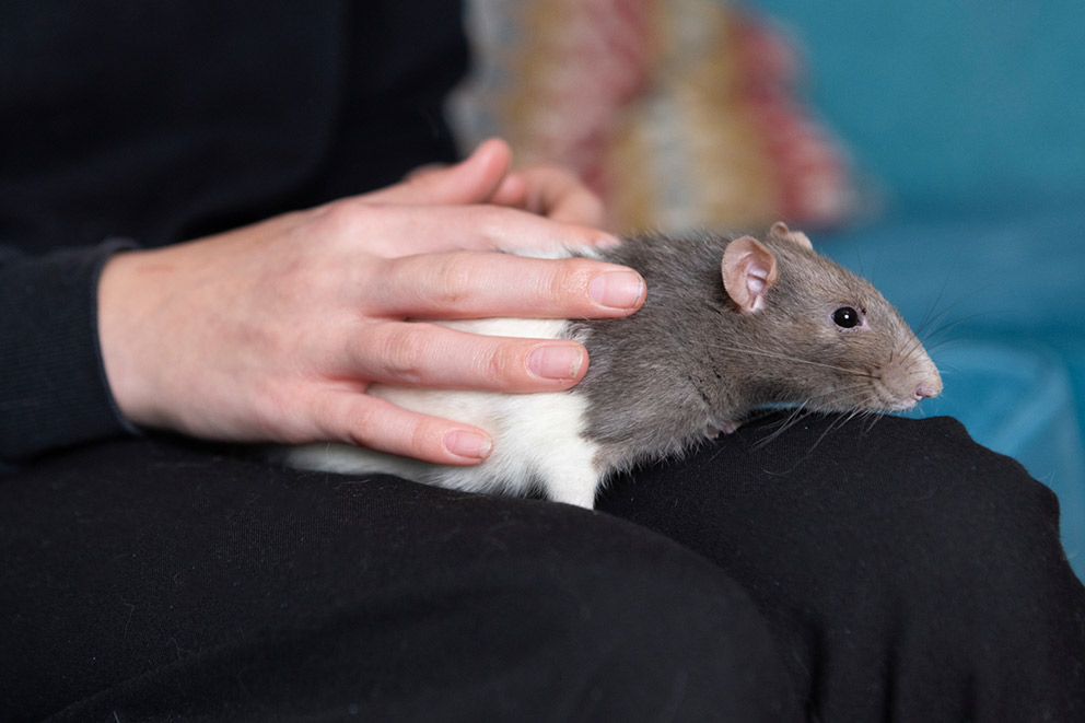 A person gently stroking a grey and white pet rat sitting on their lap.