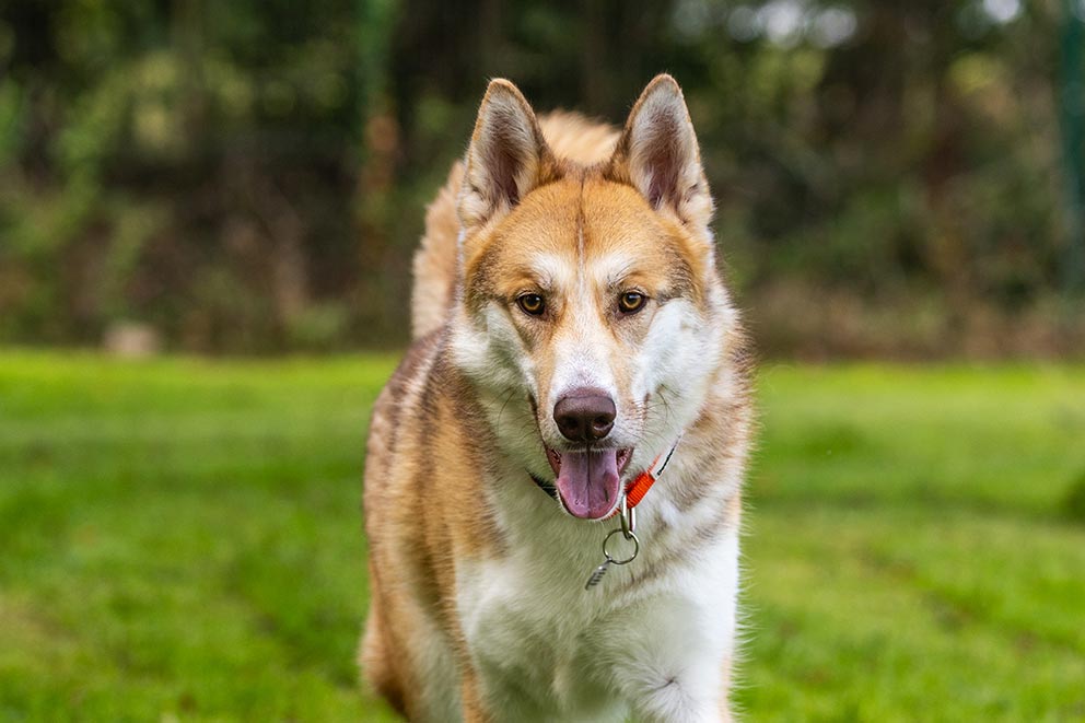 Jasper, a large white and light brown fluffy dog.