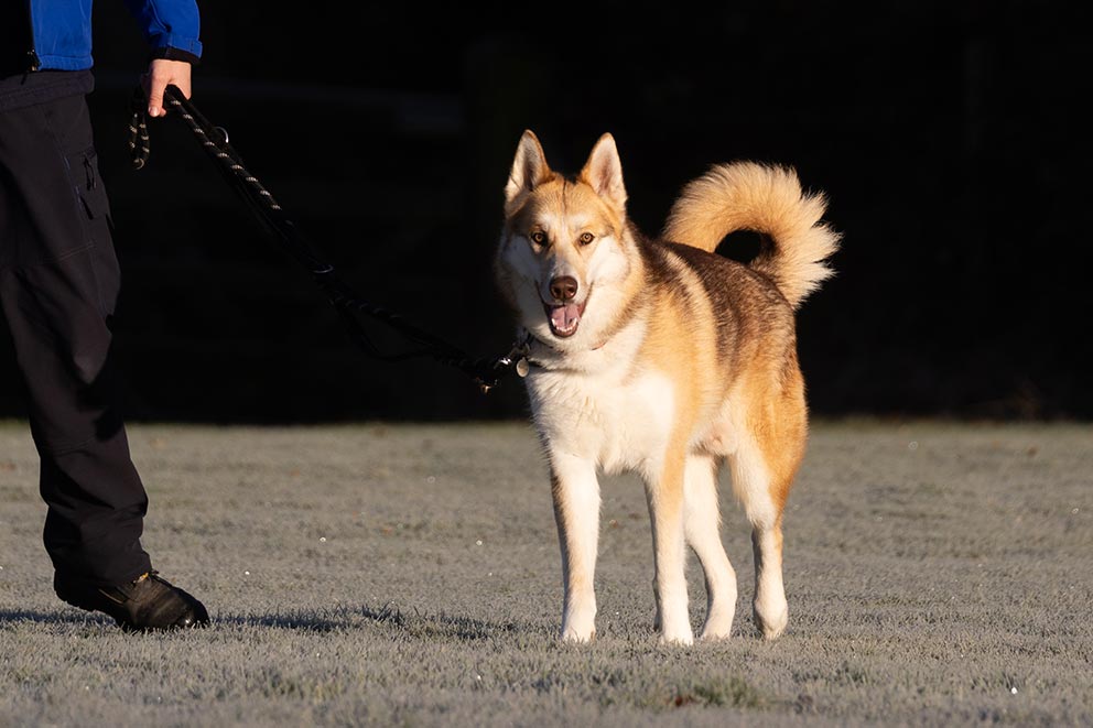 Jasper, a large white and light brown fluffy dog being walked on a lead by his owner.