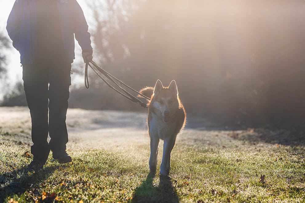 Jasper, a large white and light brown fluffy dog walking on a lead next to his owner.