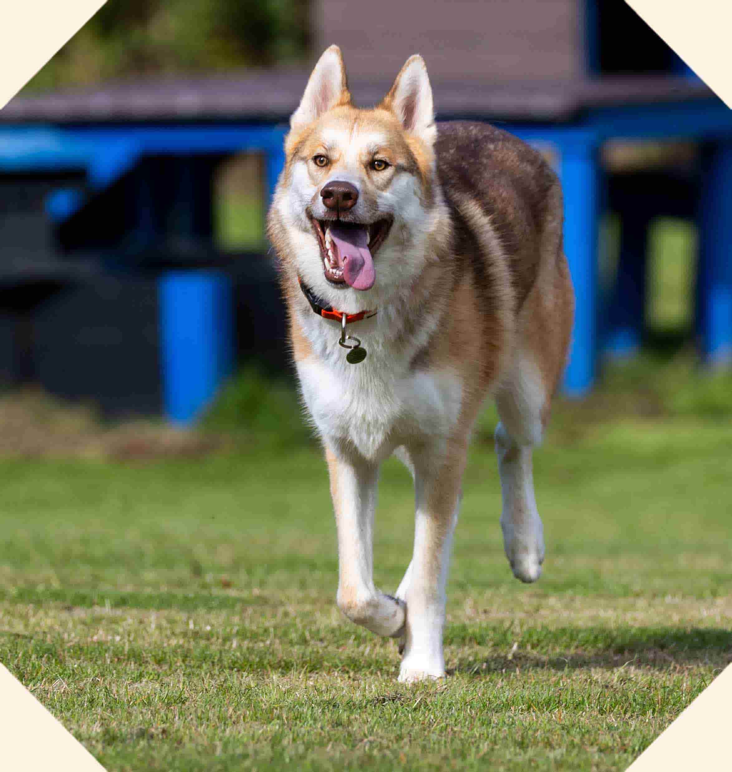 Jasper, a large white and light brown fluffy dog running in a dog park.