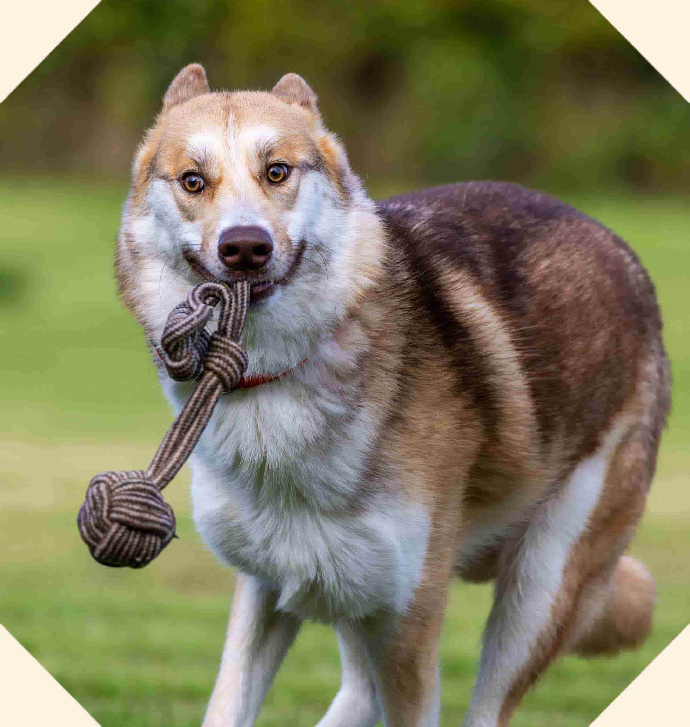 Jasper, a large white and light brown fluffy dog playing with a toy.