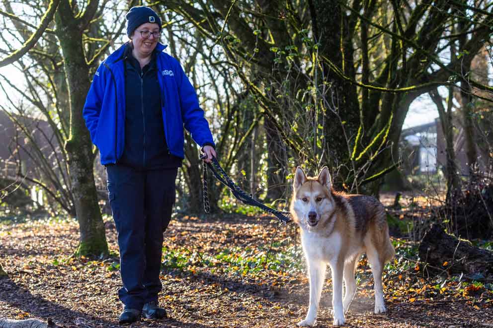 Jasper, a large white and light brown fluffy dog walking on a lead next to an RSPCA staff member.