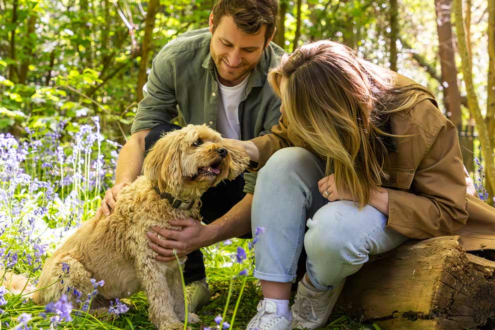 A man and a woman smiling as they pet a fluffy golden dog in a woodland filled with bluebells.
