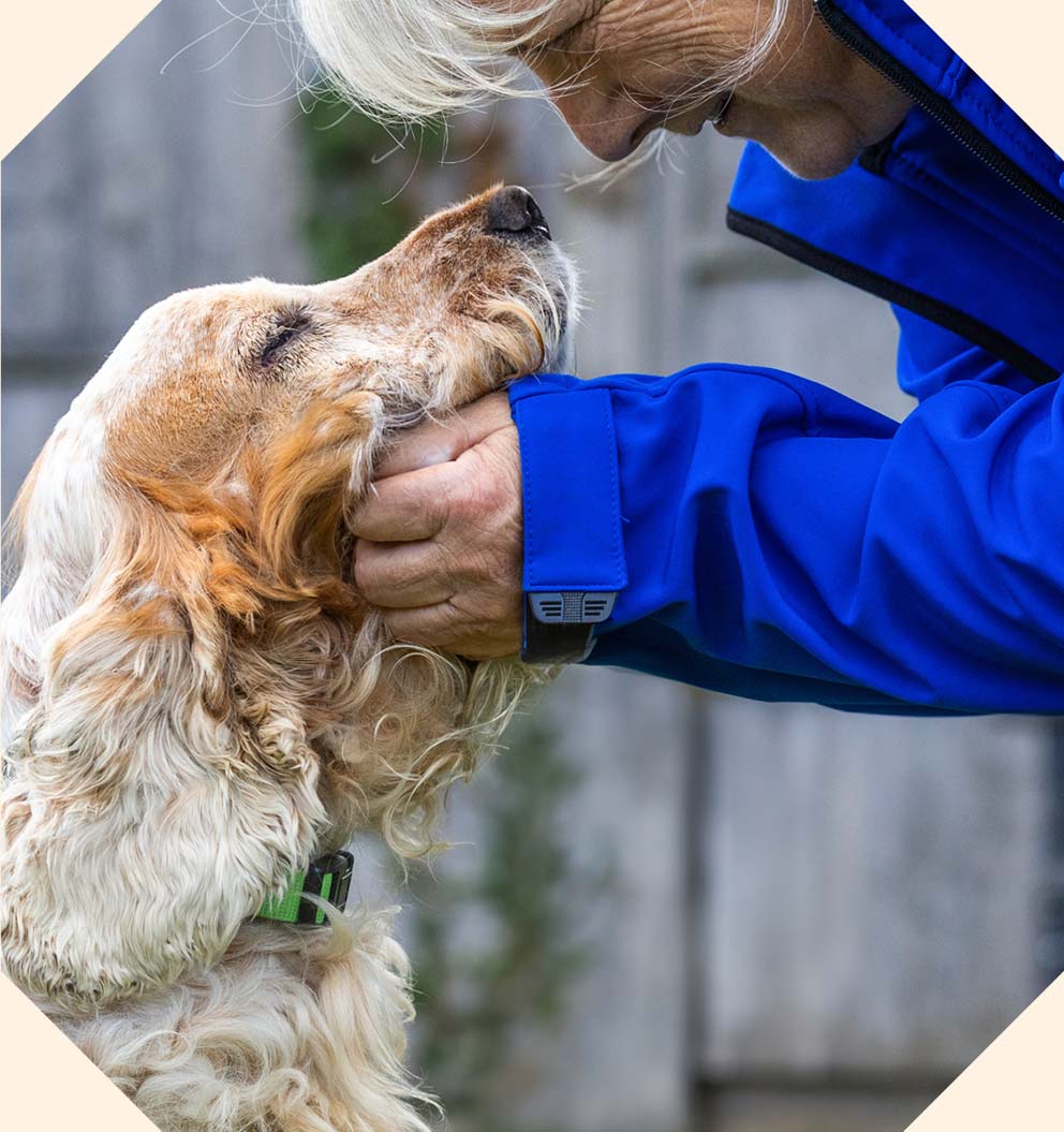 A person in a bright blue jacket affectionately holding the face of a golden and white spaniel.