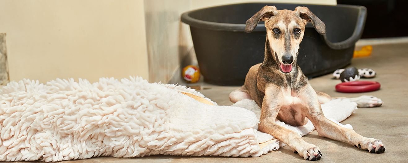 A dog lying on the floor in front of their dog basket and toys
