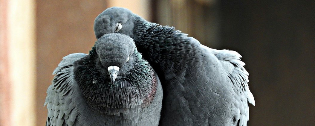 Two dark grey pigeons rest intimately close together.